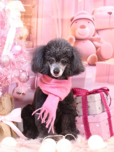 20241228ラムくん